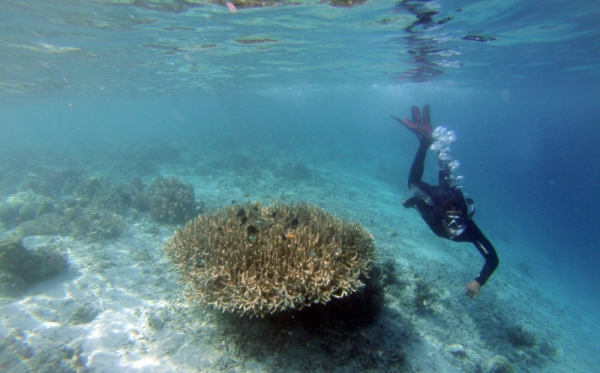 Wisata Alam Laut Pulau Moyo Foto Okezone Foto