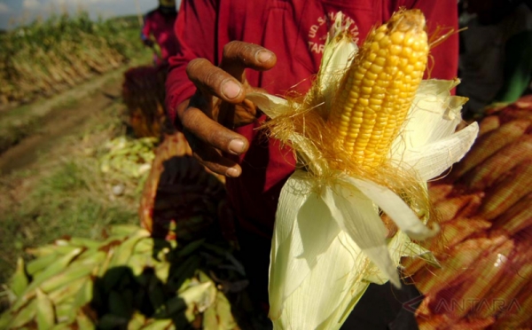 Penjelasan Kementan Soal Impor Jagung Ribu Ton Okezone Economy