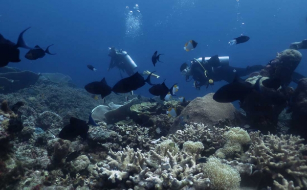 Indahnya Wisata Bawah Laut Tomia Wakatobi Yang Menakjubkan 0 Foto