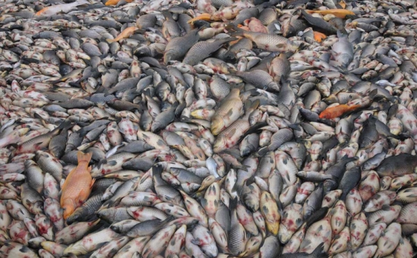 Ribuan Ikan Keramba Waduk Kedung Ombo Mati Karena Perubahan Cuaca