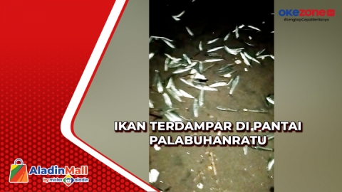 Viral Ribuan Ikan Terdampar Di Pantai Palabuhanratu Setelah Gelombang