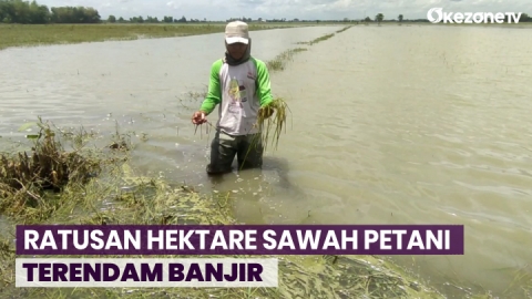 Hujan Deras Ratusan Hektare Sawah Petani Terendam Banjir Di Jombang