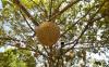 thumb-img