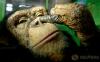 thumb-img