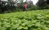 thumb-img