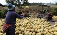 Harga Melon di Banyuwangi Naik Akibat Cuaca Tidak Menentu
