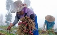 Petani Bawang di Food Estate Lereng Gunung Sindoro Panen Perdana