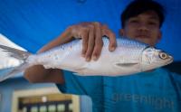 Pedagang Musiman Ikan Bandeng Mulai Gelar Lapaknya di Rawa Belong
