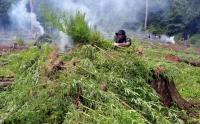 Ladang Ganja Seluas 3,5 Hektare di Gunung Seulawah Aceh Dimusnahkan Petugas