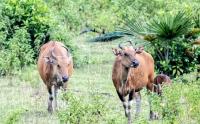 Intip Prilaku Banteng Jawa Satwa yang Dilindungi di Taman Nasional Ujung Kulon
