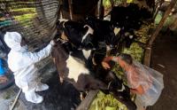 Cegah Penyebaran Wabah PKM, Hewan Ternak di Bogor Disuntik Vaksin