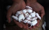 Ini Mancit Tikus Putih yang Digunakan untuk Uji Laboratorium