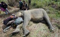 Gajah Sumatera Dipasangkan GPS Collar