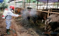 Cegah Wabah PMK, Relawan PMI Semprotkan Disinfektan di Kandang Hewan Ternak
