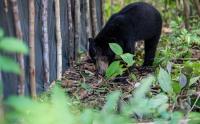 Pelepasliaran Beruang Madu di Kawasan Suaka Margasatwa Dangku