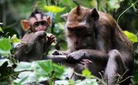 Wisata Hutan Kera Nepa di Madura yang Memiliki Luas Empat Hektare