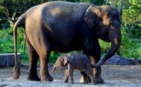 Bahagianya Betina Gajah Sumatera usai Melahirkan di Balai Konservasi Lampung