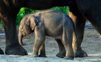 Lucunya Anak Gajah Sumatera Lahir di Balai Konservasi Lembah hijau
