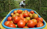 Harga Tomat di Enrekang Turun Menjadi Rp5 Ribu per Kilogram