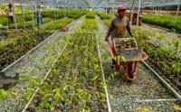 15 Juta Bibit Pohon Disiapkan untuk Rehabilitasi Hutan dan Lahan di IKN Nusantara