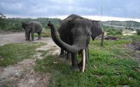 GPS Collar Pantau Pergerakan Gajah Liar di Riau