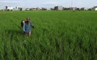 Lahan Pertanian di Makassar Menyusut Akibat Alih Fungsi