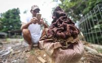 Bunga Suweg Setinggi 50 Sentimeter Ditemukan di Depok