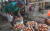 Jelang Akhir Tahun, Harga Telur Ayam Naik Ditingkat Peternak
