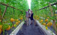 Agrowisatra Petik Buah Melon Berkonsep Green House