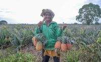 Agrowisata Nanas di Muaro Jambi, Tawarkan Paket Petik Nanas Sendiri