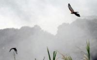 Dua Ekor Elang Jawa Dilepas Liarkan di Taman Safari Bogor