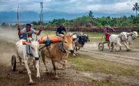 Melihat Aksi Para Joki Karapan Sapi Tradisional di Sigi Sulawesi Tengah