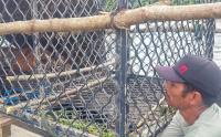 BKSDA Aeh Evakuasi Harimau Sumatera yang Masuk Perangkap 