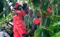 Petugas Damkar Evakuasi Warga Tersengat Arus Listrik saat Memangkas Pohon