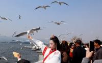 Wisatawan Memberi Makan Burung Camar Danau Dianchi China