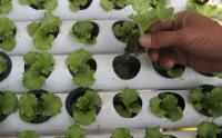 Petani Milenial Asal Ngawi Ini Bisa Panen Salada 30 Kilogram dalam Sepekan