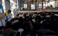 Warga Kampung Skouw Yambe Terima Bantuan Ternak 1.000 Ekor Babi