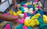 Jual Anak Ayam Warna-Warni, Pedagang Klaim Bisa Laku Ratusan Ekor