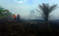 Petugas Bersikeras Padamkan Kebakaran Lahan Gambut di Kubu Raya Kalimantan Barat