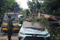 Pohon Tumbang Timpa Taksi di Jalan Wahidin Raya, Tidak Ada Korban Jiwa