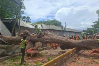 Pohon Tumbang Tutup Jalan Sisingamangaraja dan Ganggu MRT