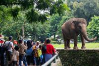 Pengunjung Taman Margasatwa Ragunan Tembus 68.000 saat Puncak Libur Nataru