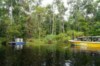 Menhut Raja Juli Antoni Lepasliarkan Dua Orangutan, Tegaskan Komitmen Perlindungan Satwa Endemik