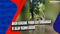 Angin Kencang, Pohon Bertumbangan di Jalan Yasmin Bogor