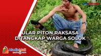 Penampakan Ular Piton Raksasa yang Ditangkap di Pekarangan Rumah Warga di Solok