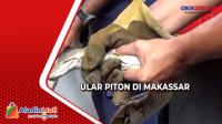 Proses Evakuasi Ular Piton 2 Meter di Makassar