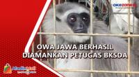 Hewan Primata Langka Owa Jawa Berhasil Diamankan Petugas BKSDA di Serang