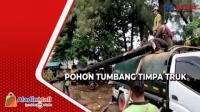 Diterjang Badai, Pohon Cemara Tumbang dan Timpa Truk Tangki di Jakarta Utara