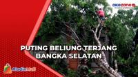 Angin Puting Beliung Terjang Bangka Selatan, Pohon Tumbang Timpa 1 Rumah