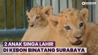 Horee! 2 Anak Singa Lahir di Kebun Binatang Surabaya